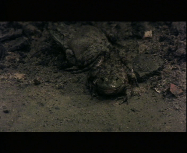 vlcsnap-2015-05-25-17h07m52s233