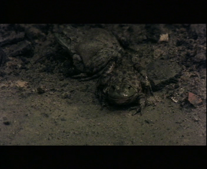 vlcsnap-2015-05-25-17h07m52s233